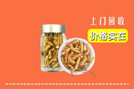 收购资讯:东莞石排镇回收散虫草