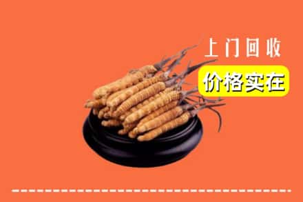 东莞石排镇回收冬虫夏草